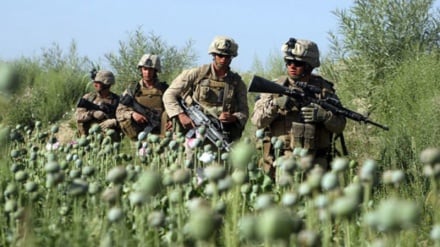 Ladang Opium Afghanistan, Sumur Minyak Kedua AS