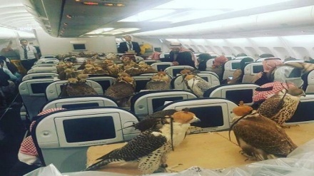 80 билети ҳавопаймо барои парандагони шоҳзодаи Саудӣ