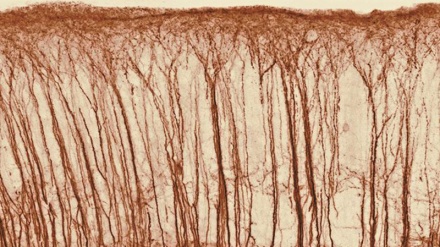 Possibile craccare il codice del cervello che regola i 5 sensi