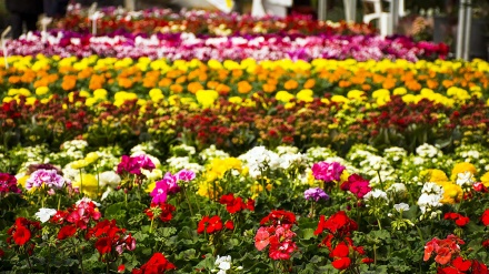 (FOTO) Iran, festival fiori a Isfahan - 1