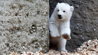 Loja e ariut të vogël polar në kopshtin zoologjik të Hamburgut në Gjermani.