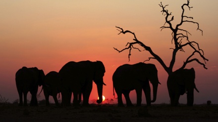 রংধনু আসরের গল্প: অন্ধকারে হাতি দেখা