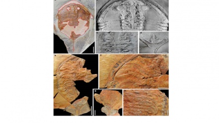 Marocco, ritrovati i fossili trilobiti inediti di 500 milioni di anni fa