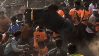 Festival kroćenja goveda u Indiji
