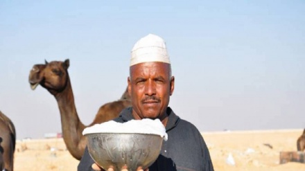 د اوښې شیدې دنر سړی  جنسی قوت زیاتوی .