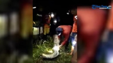 Indonesia, donna ingoiata da un pitone