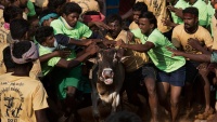 Festival kroćenja goveda u Indiji
