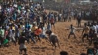 Festival kroćenja goveda u Indiji
