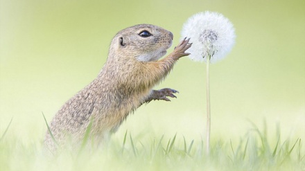 Fotografia nga bota natyrore