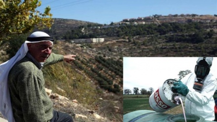 Agricultural terrorism hits Palestinians harder