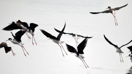 Fotografi të zgjedhura nga bota zoologjike