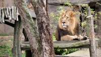 Briga o životinjama u Zoološkom vrtu u Londonu
