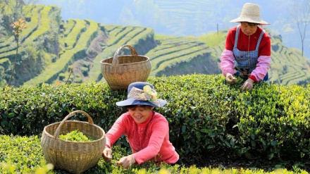 Fotografit më të mira të botës 6 prill 2017