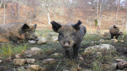 Nguruwe mwitu wenye hasira waua magaidi wa ISIS nchini Iraq