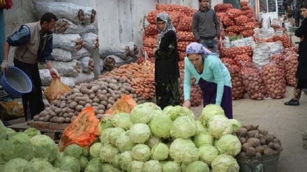 اغاز برداشت پیاز از منطقه ختلان 