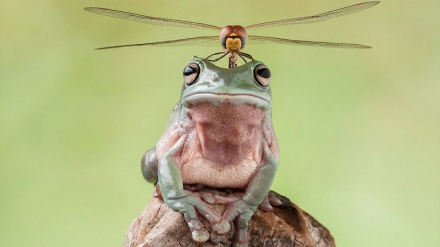 Pamja nga bota natyrore 2