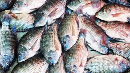 FAO: Samaki aina ya sato au Tilapia apatikana na virusi katika baadhi ya nchi