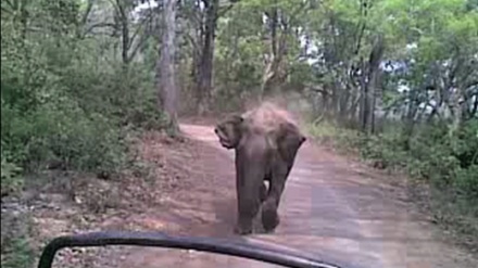 Un éléphant talonne des touristes dans un parc national indien