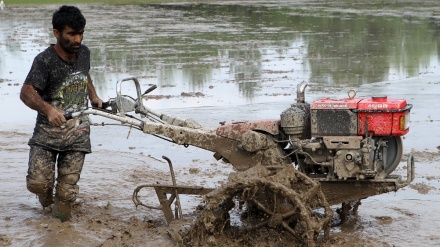 97 faiz Masal Tolışə şəhri bicoron şum jıə bəy