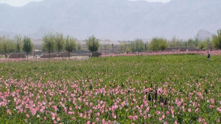 میانمار جای افغانستان را در تولید تریاک گرفت