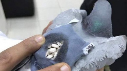 Kuwait: È stato catturato un piccione che trasportava 178 pillole di ketamina
