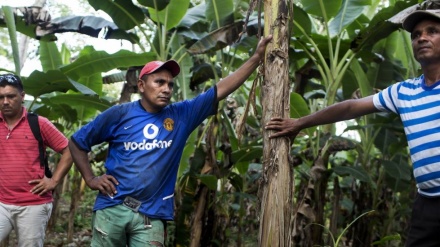 Presidente da Colômbia lança plano de substituição de plantações de coca