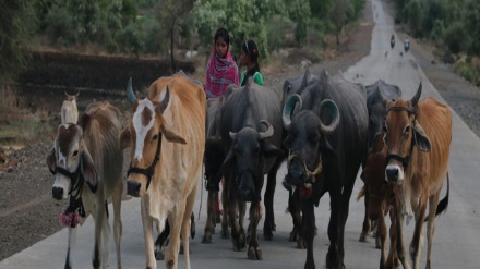 भारत में पशुओं के क्रय – विक्रय का नया क़ानून।