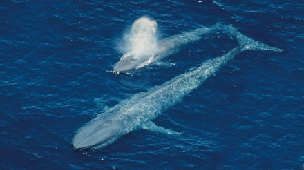 ペルシャ湾のクジラ