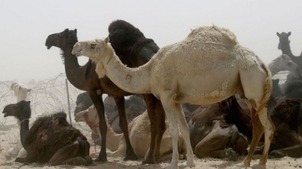 Arabia Saudita: espulsi 15 mila cammelli qatarioti