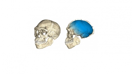 Scoperto un nuovo importante fossile di Homo sapiens in Marocco