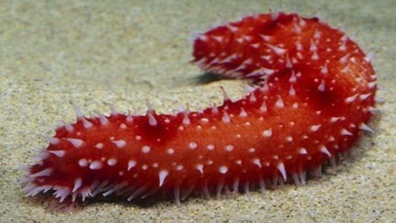 Kojojo au babaje ambaye ni koa anayeishi baharini