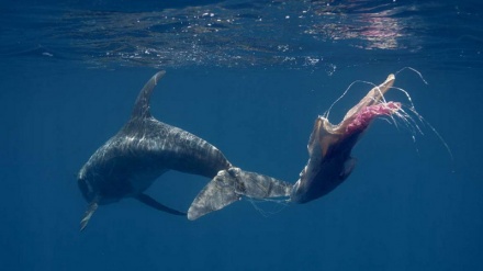 プラスチックごみの海洋汚染問題、Ｇ７の間で対立