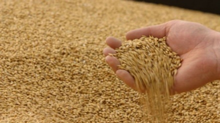 Iran to export first wheat cargo to Indonesia