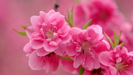 Nowrouz annonciateur de la paix (3)