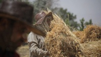Žetva na tradicionalni način u pokrajini Južni Horasan
