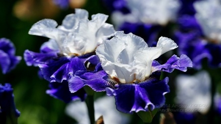 Хастагиро бо гули савсан бартараф кунед