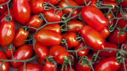 Elogio dei pomodori, straordinari contro i tumori