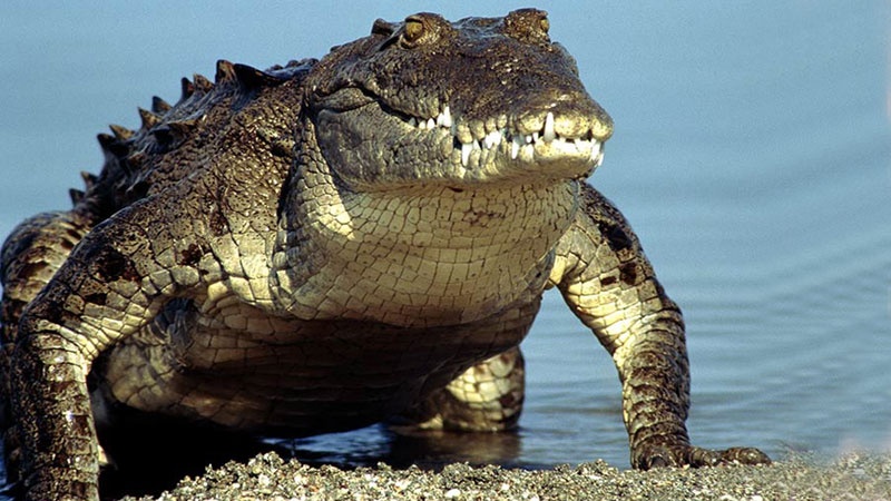 Болотный крокодил - Pars Today