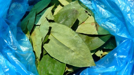 Colômbia: Em 2016, cultivo de coca aumentou 52% 