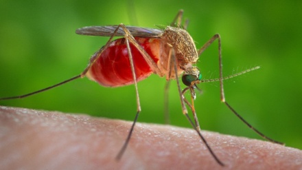 ضربان / مالاریا و راه های پیشگیری -1