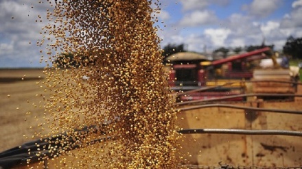 Brasil prevê safra recorde de grãos: 242,1 milhões de toneladas; alta de 31,1%