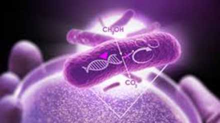 Nel Dna il segreto dei batteri che digeriscono il metanolo