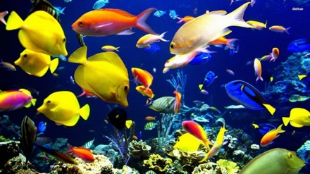 熱帯魚の飼育と繁殖