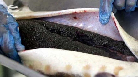 Irã é o maior produtor de peixes esturjão