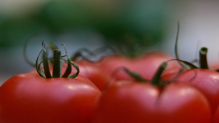 Portugal: Produtores de tomate vão ter tecnologia para ajudar a aumentar produção