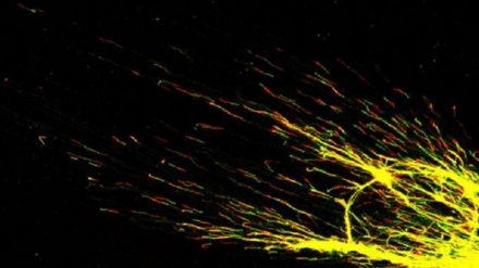 Svelati i segreti del 'guardiano' del Dna