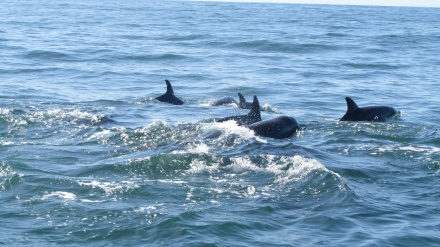 Delfini Perzijskog zaljeva Ostrvo Hengam