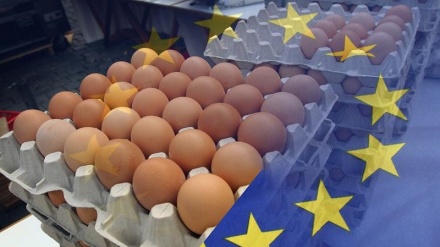 Bruxelas confirma ovos contaminados em 15 países da UE, Suíça e Hong Kong