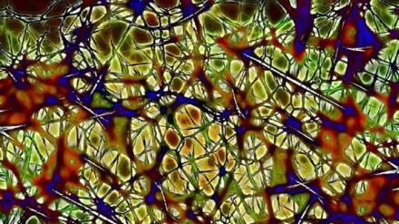 Possibile bloccare il Parkinson, lo indicano test sulle cellule