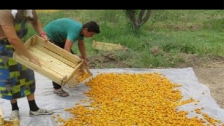 صادرات 4000 تن زردآلو از ناحیه اشت تاجیکستان